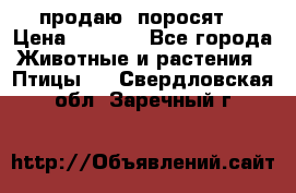 продаю  поросят  › Цена ­ 1 000 - Все города Животные и растения » Птицы   . Свердловская обл.,Заречный г.